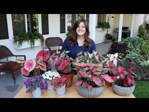 Trying Out New Superbells & Caladiums!