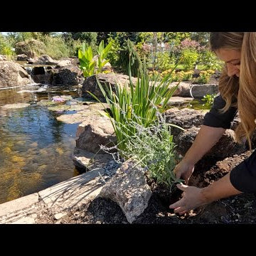 Planting Around the Beautiful Pond!