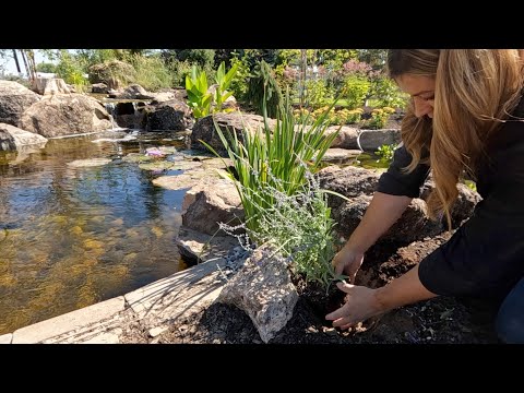 Planting Around the Beautiful Pond!
