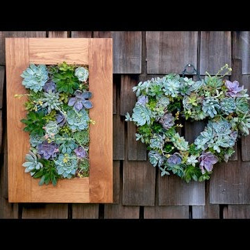 Succulent Projects UPDATE