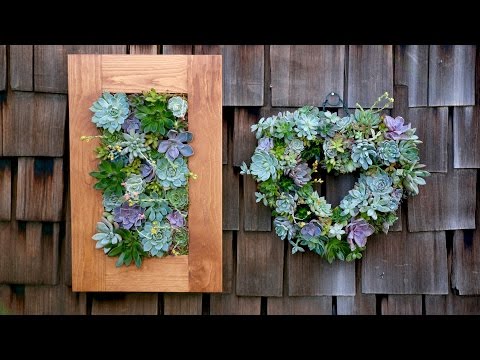 Succulent Projects UPDATE