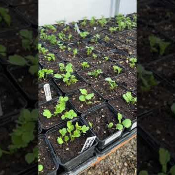 Ranunculus update!