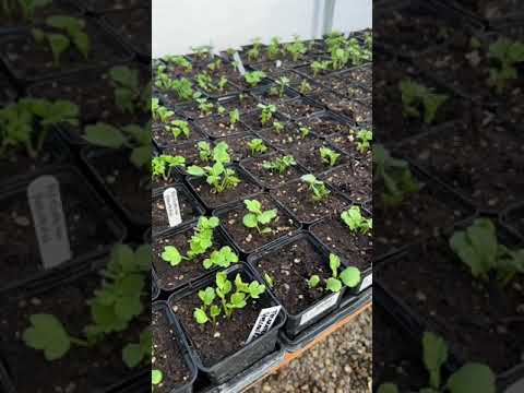 Ranunculus update!