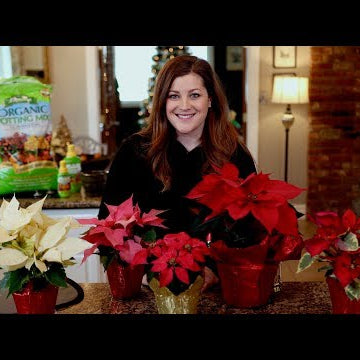 Poinsettia Care Guide