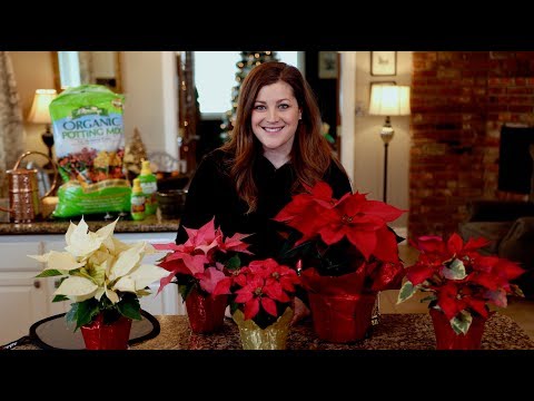 Poinsettia Care Guide