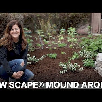 Low Scape Mound Aronia