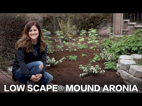 Low Scape Mound Aronia