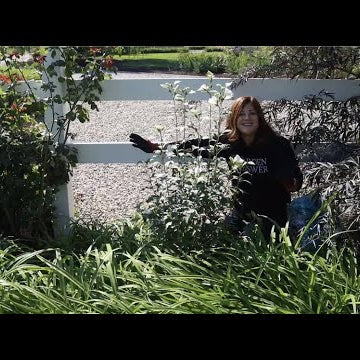 Planting a Rose of Sharon that Gets SUPER Tall!