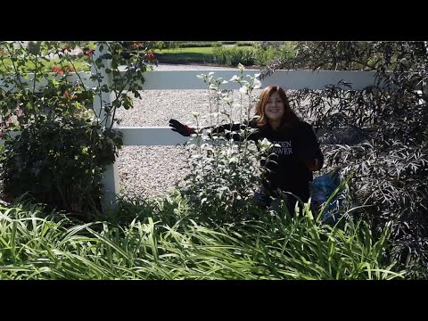 Planting a Rose of Sharon that Gets SUPER Tall!