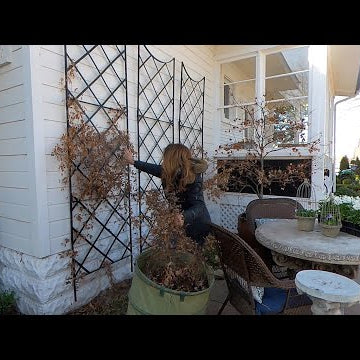 Pruning Clematis, Flower Bed Cleanup, Planting Stock & Mini Hellebore Tour!