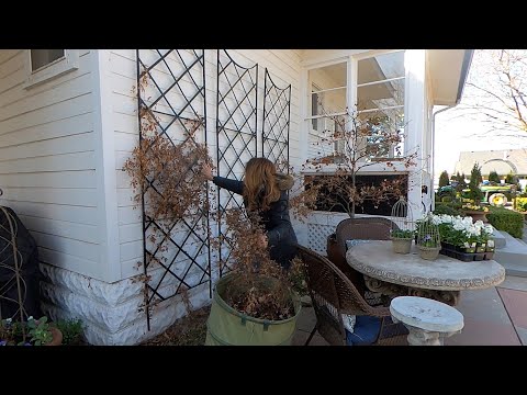 Pruning Clematis, Flower Bed Cleanup, Planting Stock & Mini Hellebore Tour!