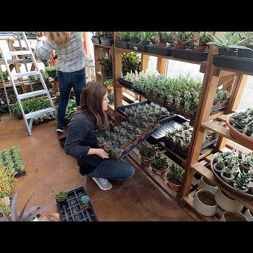 Displaying a New load of Houseplants at the Garden Center!