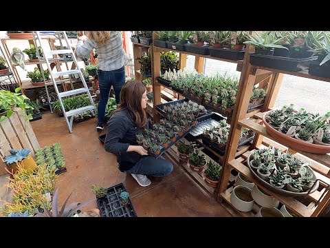 Displaying a New load of Houseplants at the Garden Center!