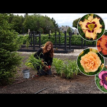 Planting 4 Varieties of Daylilies- Tough, Low Maintenance Perennials!