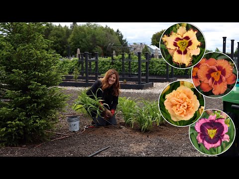 Planting 4 Varieties of Daylilies- Tough, Low Maintenance Perennials!