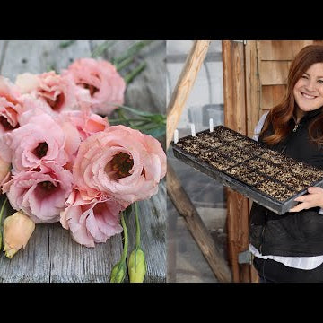 Planting Lisianthus Seeds for the Cut Flower Garden (Flowers With a 2 Week Vase Life)!!!
