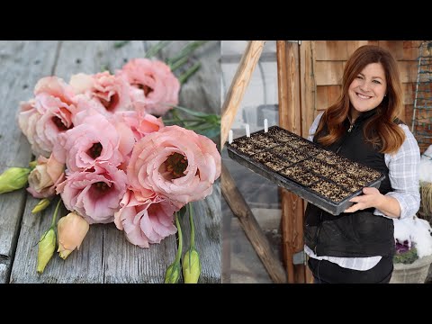 Planting Lisianthus Seeds for the Cut Flower Garden (Flowers With a 2 Week Vase Life)!!!