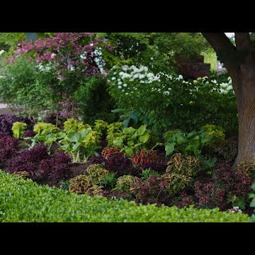 Coleus Planting & Pulling Some BIG Weeds!