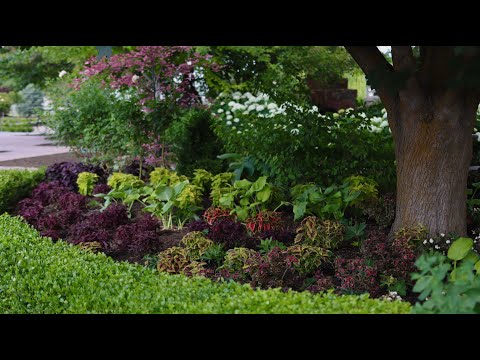 Coleus Planting & Pulling Some BIG Weeds!