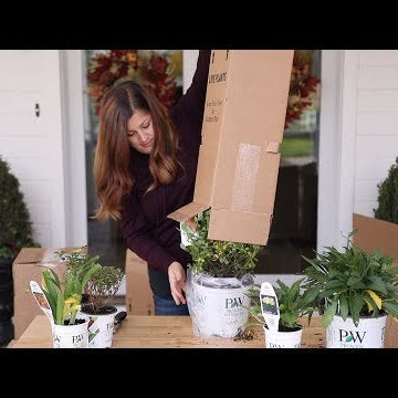 Plant Unboxing from Proven Winners