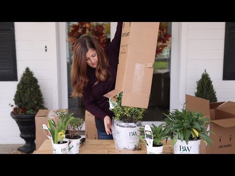 Plant Unboxing from Proven Winners