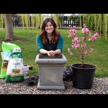 Planting a Miniature Peach Tree!