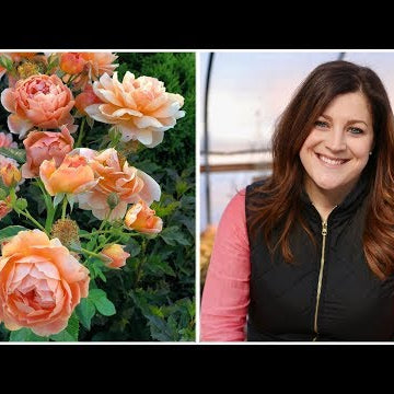 13 Rose Varieties