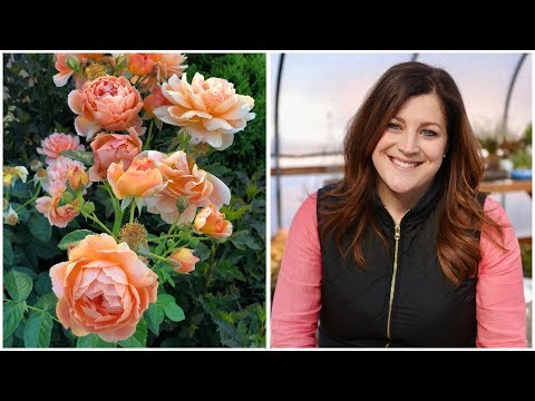 13 Rose Varieties
