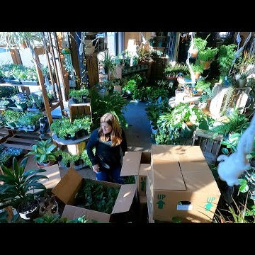Helping Unbox & Display a Huge Load of Houseplants at the Garden Center!