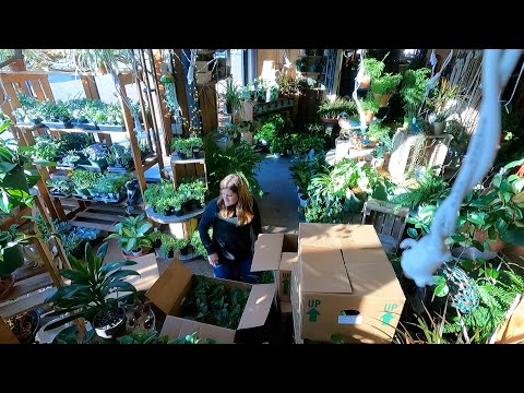 Helping Unbox & Display a Huge Load of Houseplants at the Garden Center!