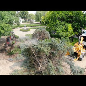 Storm Aftermath: Cleanup & Blue Spruce Removal