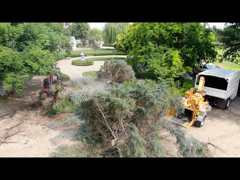 Storm Aftermath: Cleanup & Blue Spruce Removal