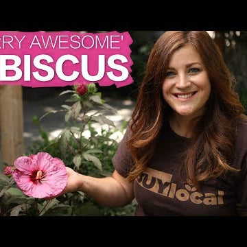 'Berry Awesome' Hibiscus