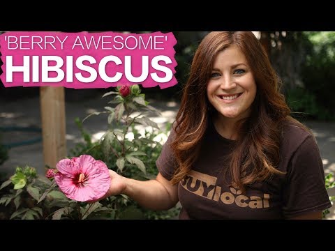 'Berry Awesome' Hibiscus