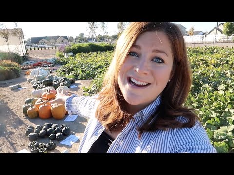 Pumpkin & Squash Harvest (& How To Tell When They’re Ready to Pick)!!!