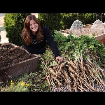 Harvesting Parsnips for the First Time!