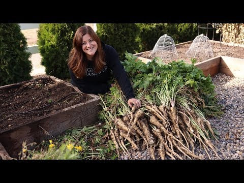Harvesting Parsnips for the First Time!