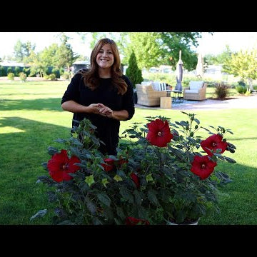 Planting Some Hibiscus for a Friend!