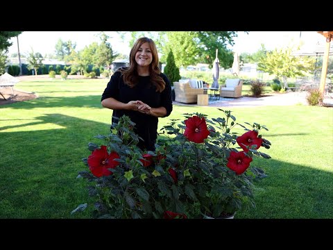 Planting Some Hibiscus for a Friend!