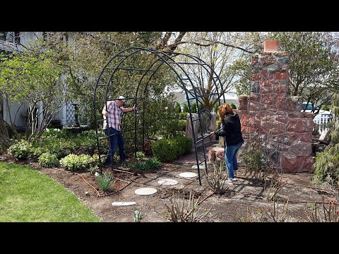 A Project Gone Awry  & Transplanting a Venus Dogwood!
