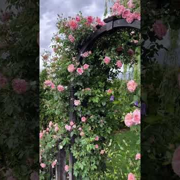 ‘Colette’  My favorite climbing rose.