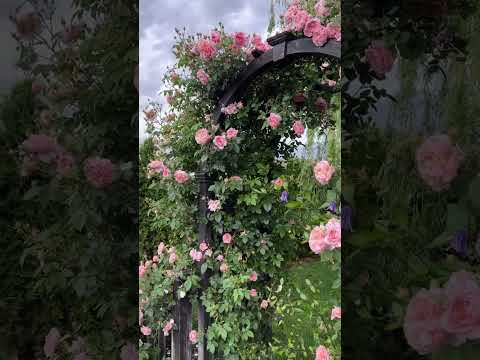 ‘Colette’  My favorite climbing rose.