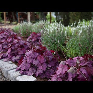 Planting a New Flowerbed