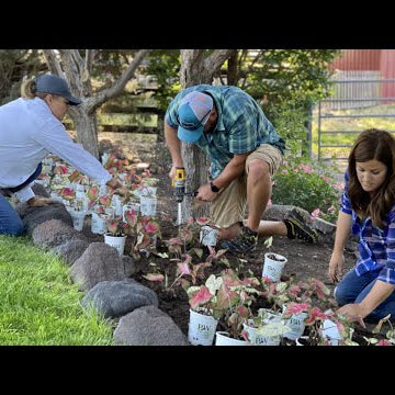 Planting Caladiums & Salvia in My Parent’s Garden!