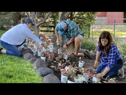 Planting Caladiums & Salvia in My Parent’s Garden!