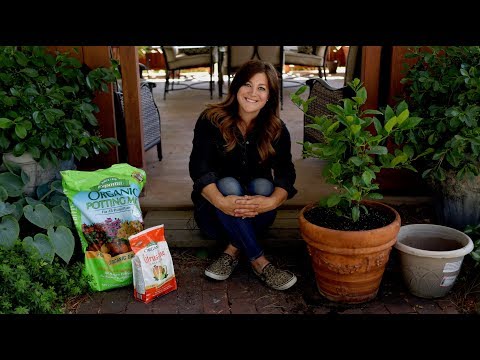 Growing Citrus Trees in Containers!