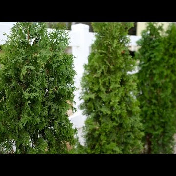 Planting A North Pole Arborvitae Hedge