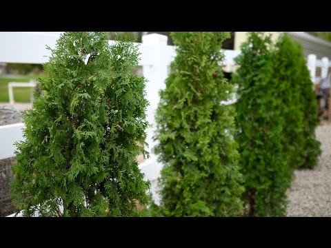 Planting A North Pole Arborvitae Hedge