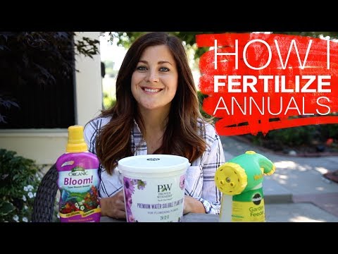 How I Fertilize Annuals
