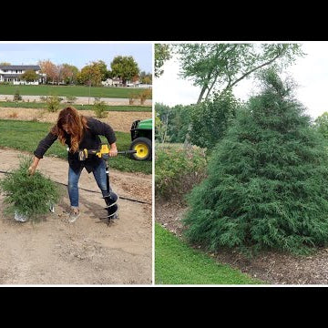 Planting A ‘Haywire’ Cypress & ‘Skinny Fit’ Gingko!